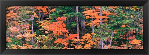 Framed Forest in Norikura Gifu Japan Print