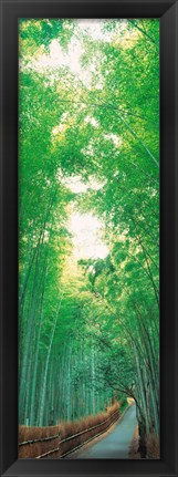 Framed Path Flanked by Green Trees, Sagano Kyoto Japan Print