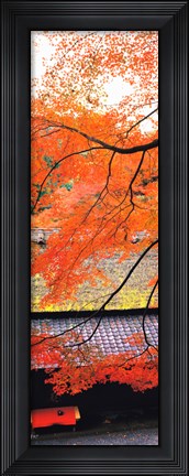Framed Autumn Colors, Sagano Kyoto Japan Print