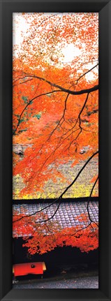 Framed Autumn Colors, Sagano Kyoto Japan Print