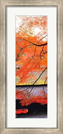 Framed Autumn Colors, Sagano Kyoto Japan Print