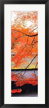 Framed Autumn Colors, Sagano Kyoto Japan Print