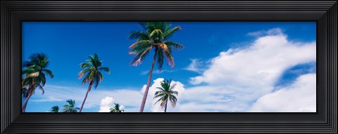 Framed Palm trees Miami FL USA Print