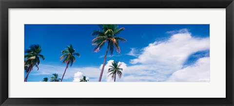 Framed Palm trees Miami FL USA Print