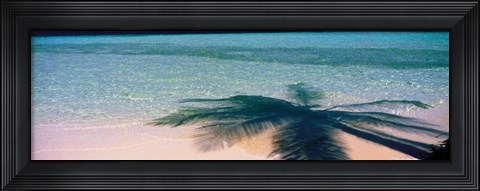 Framed Palm Tree Shadow Over the Maldives Print