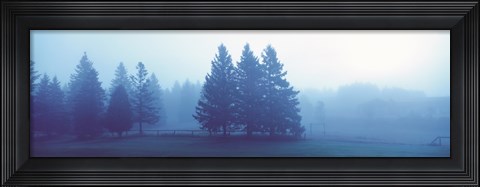 Framed Misty forest Quebec Canada Print