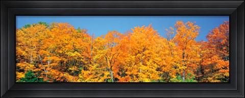 Framed Trees Autumn Ontario Canada Print