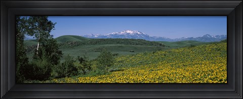 Framed Fields Humboldt National Forest NV USA Print