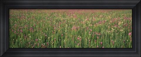 Framed Wildflowers blooming in a field, Lee County, Illinois, USA Print