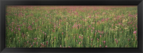 Framed Wildflowers blooming in a field, Lee County, Illinois, USA Print