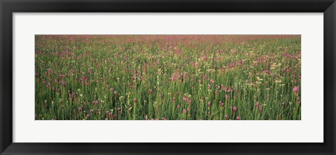 Framed Wildflowers blooming in a field, Lee County, Illinois, USA Print