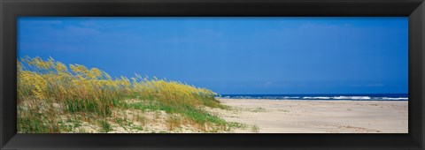 Framed Sea oat grass on the beach, Charleston, South Carolina, USA Print