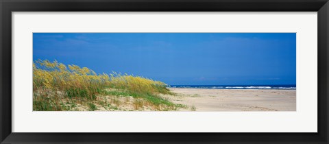 Framed Sea oat grass on the beach, Charleston, South Carolina, USA Print