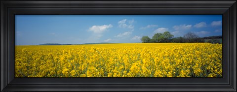 Framed Oilseed rape (Brassica napus) crop in a field, Switzerland Print