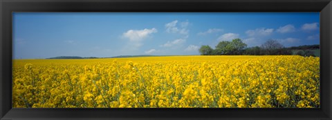 Framed Oilseed rape (Brassica napus) crop in a field, Switzerland Print