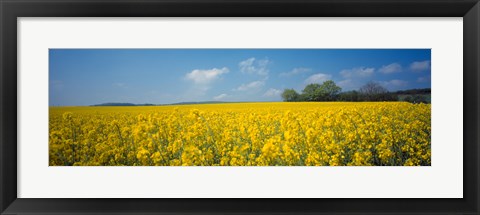 Framed Oilseed rape (Brassica napus) crop in a field, Switzerland Print