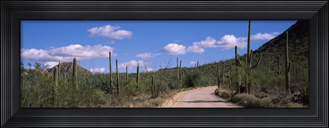 Framed Road passing through a landscape, Saguaro National Monument, Pima County, Tucson Mountains, Tucson, Arizona, USA Print