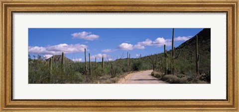 Framed Road passing through a landscape, Saguaro National Monument, Pima County, Tucson Mountains, Tucson, Arizona, USA Print