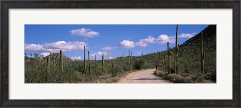 Framed Road passing through a landscape, Saguaro National Monument, Pima County, Tucson Mountains, Tucson, Arizona, USA Print