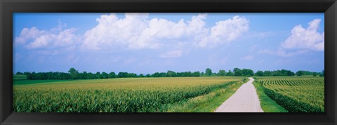 Framed Road along corn fields, Jo Daviess County, Illinois, USA Print