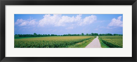 Framed Road along corn fields, Jo Daviess County, Illinois, USA Print