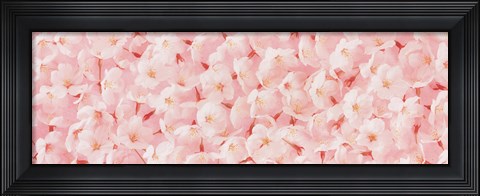 Framed Carpet of Cherry Blossoms Print