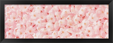 Framed Carpet of Cherry Blossoms Print