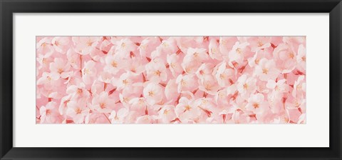 Framed Carpet of Cherry Blossoms Print