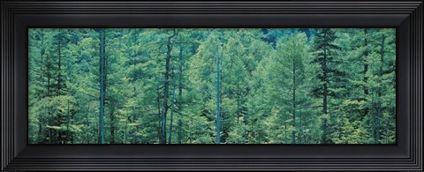 Framed Kamikouchi Nagano Japan Print