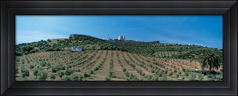 Framed Olive Groves Evora Portugal Print