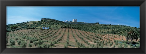 Framed Olive Groves Evora Portugal Print