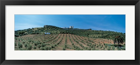 Framed Olive Groves Evora Portugal Print