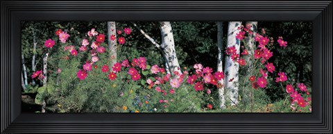 Framed Cosmos Shinhodaka Gifu Japan Print