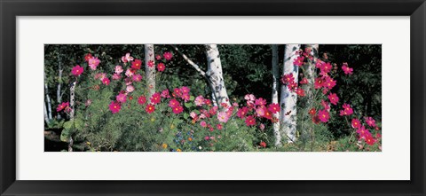 Framed Cosmos Shinhodaka Gifu Japan Print