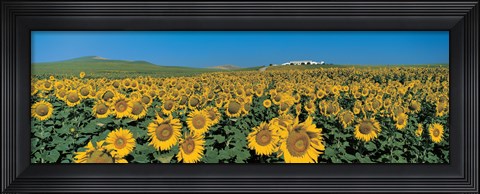 Framed Sunflower field Andalucia Spain Print