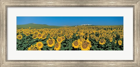 Framed Sunflower field Andalucia Spain Print