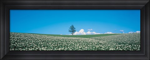 Framed Potato field Biei-Cho Hokkaido Japan Print