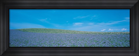 Framed Field Biei-Cho Hokkaido Japan Print