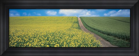 Framed Oats &amp; Rape Blossoms Biei-Cho Kamikawa Hokkaido Japan Print