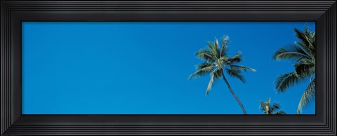 Framed Palm trees Waikiki Oahu HI USA Print