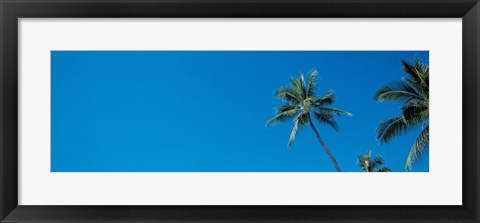 Framed Palm trees Waikiki Oahu HI USA Print