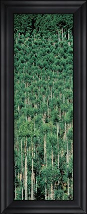 Framed Kitayama Cedar trees Kyoto Japan Print