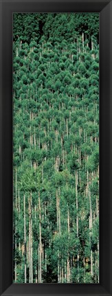 Framed Kitayama Cedar trees Kyoto Japan Print