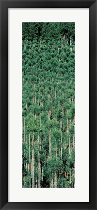 Framed Kitayama Cedar trees Kyoto Japan Print