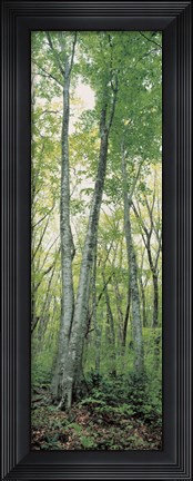 Framed Daisen Tottori Japan Print