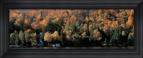 Framed Autumn trees Laurentide Quebec Canada Print