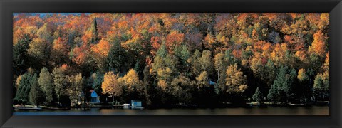 Framed Autumn trees Laurentide Quebec Canada Print