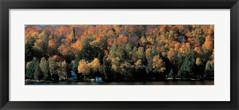 Framed Autumn trees Laurentide Quebec Canada Print