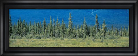 Framed Trees in Banff National Park Canada Print