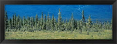 Framed Trees in Banff National Park Canada Print